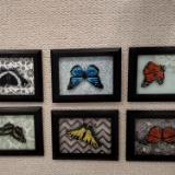 Butterfly collection