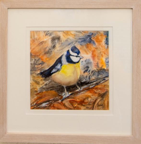 Blue Tit