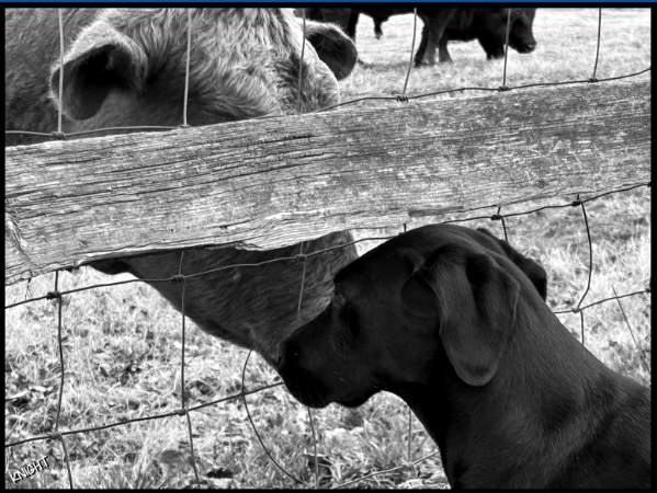 Animal Conversations 8" x 10" Print