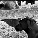 Animal Conversations
