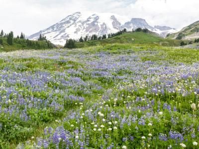 Sea of Wildflowers Sea of Wildflowers