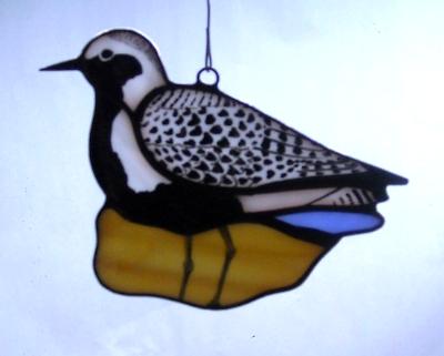 Black Bellied Plover Black Bellied Plover