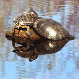 Stack of 2 turtles Lake Washington