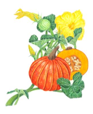 Gold Nuggett squash