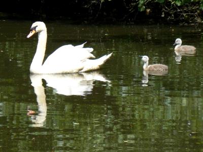 Swan Reflections