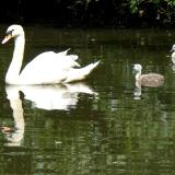 Swan Reflections