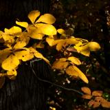 Autumn Leaves II