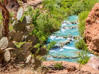 Cactus Above Havasu Creek Cactus Above Havasu Creek