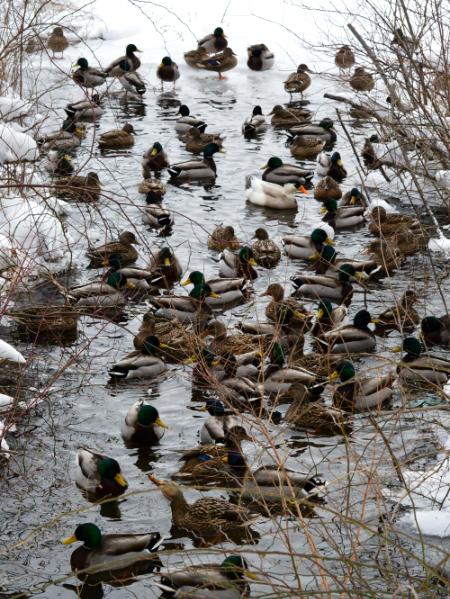 Quacks