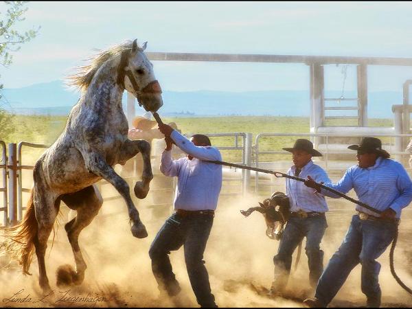 Tygh Ridge All Indian Rodeo Tradition: Men's Wildhorse Race