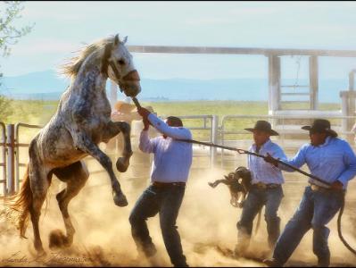 Tygh Ridge All Indian Rodeo Tradition: Men's Wildhorse Race