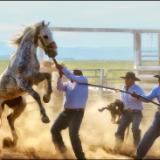 Tygh Ridge All Indian Rodeo Tradition: Men's Wildhorse Race