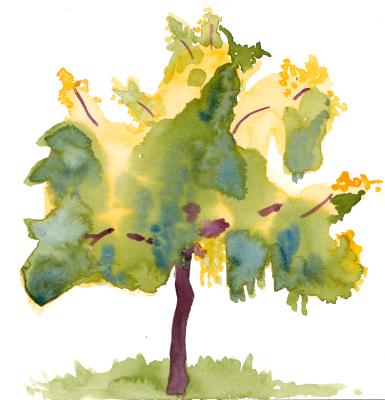Sunny Tree Sunny Tree