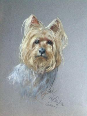 Chase 16x20" pastel Chase 16x20" pastel