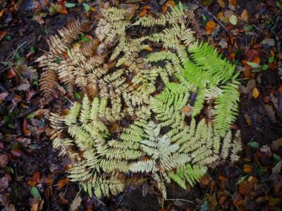 Bracken circle