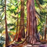 Whatcom Woods II