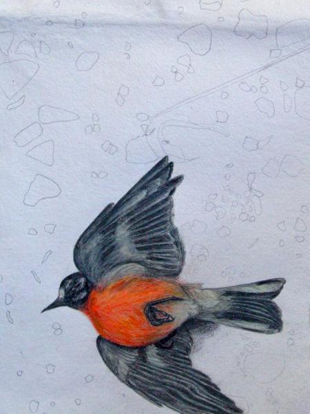Flame Robin Found
