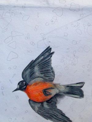 Flame Robin Found Flame Robin Found