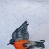 Flame Robin Found