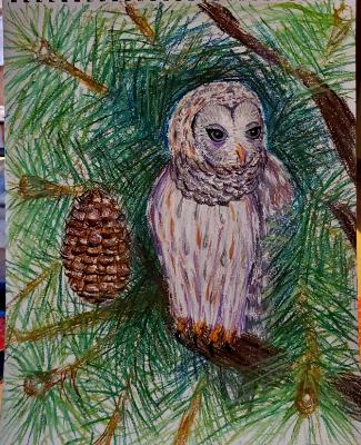 Barred Owl in Fir Tree