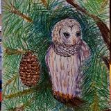 Barred Owl in Fir Tree