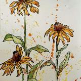 Blackeyed Susan