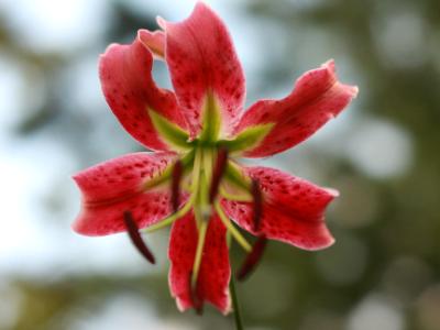 Lily Lily