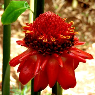 Kula Protea Kula Protea