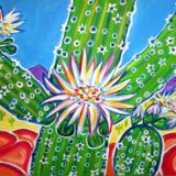 Bright Saguaro Blooms