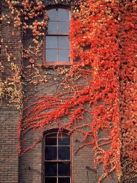 Portland Ivy #2