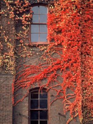 Portland Ivy #2