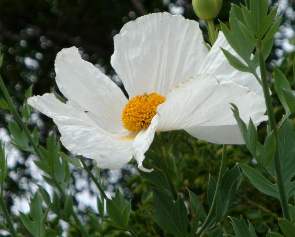 Egg Yolk Poppy