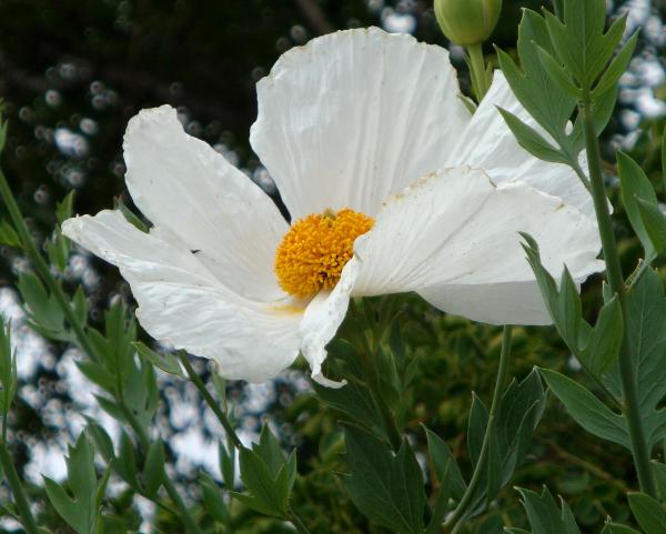 Egg Yolk Poppy