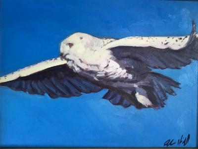 Snowy Owl in Flight 12x16" oil sold Snowy Owl in Flight 12x16" oil sold