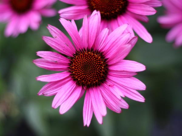 Pink Echinacea Flower 