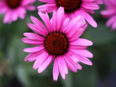 Pink Echinacea Flower Pink Echinacea Flower