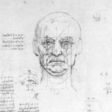 Study on the proportions of head and eyes