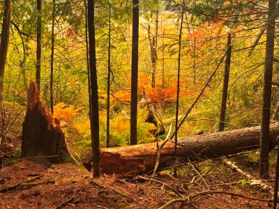Fallen Tree Fallen Tree