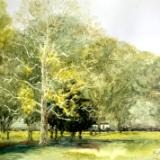 Babler State Park Sycamore