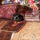 Cat on Carpets