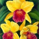 Yellow Orchids