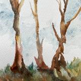 Tree trunks