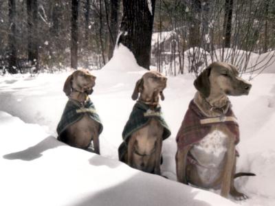Good Boys Good Boys