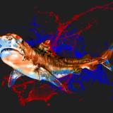 Blood in the water - Tiger Shark Dark