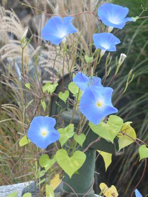 Water Pump with Morning Glories