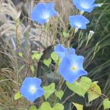 Water Pump with Morning Glories