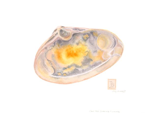 The World in a Shell