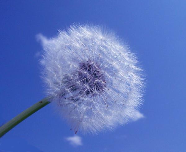 Dandelion