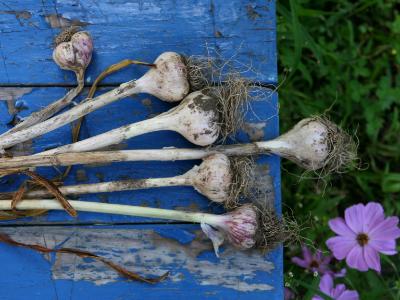 Sweet Garlic Sweet Garlic