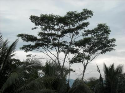 trees against the sky trees against the sky